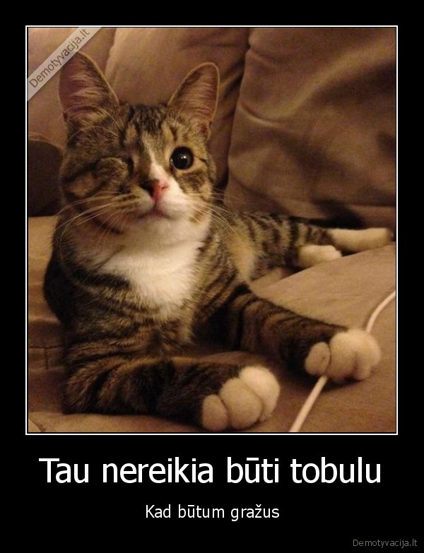 katinas, be, akies,vienaakis, katinas,grazus, katinas