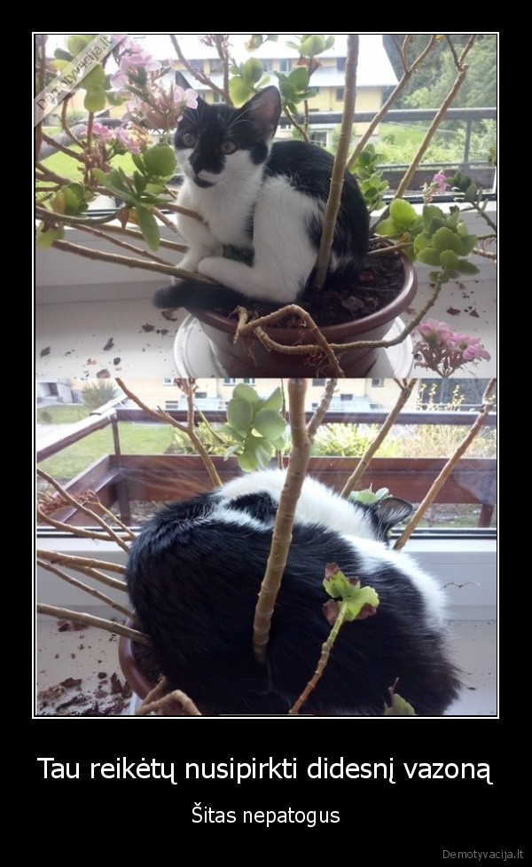 nepatogus, vazonas,mazas, vazonas,geles,katinas