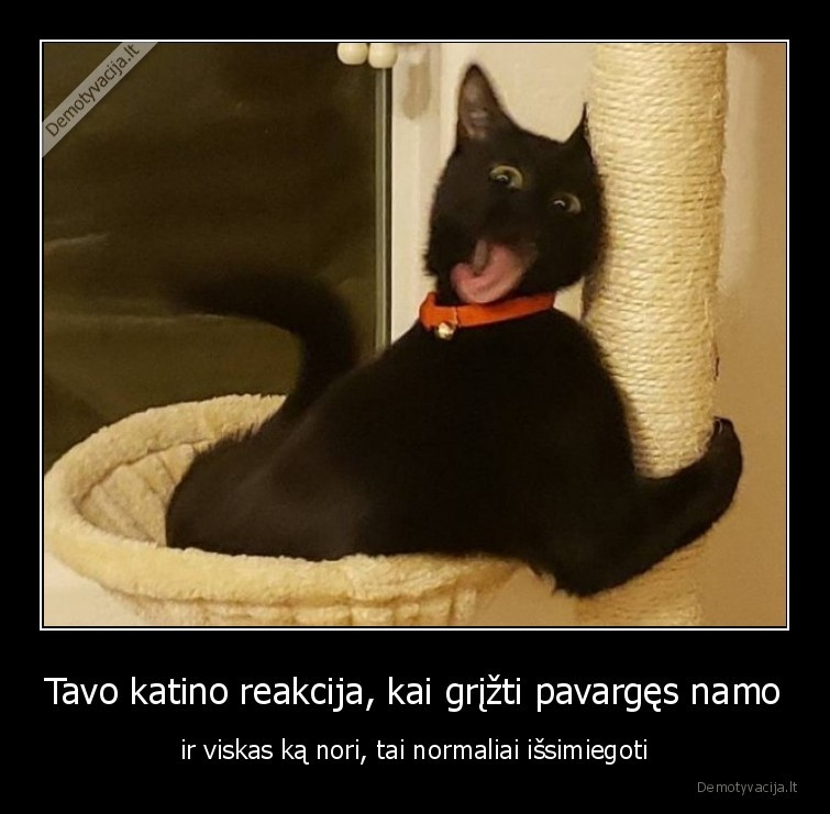 katinas,miegas,naktis,siaucia