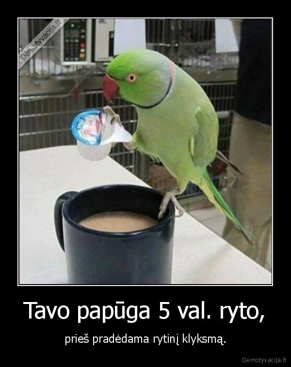 papuga,paukstis,klyksmas,kava