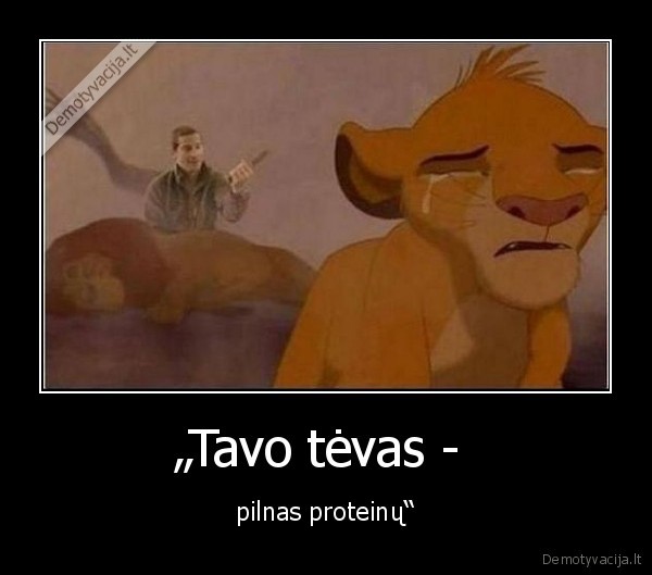 liutas,karalius,simba,mufasa,bear, gryllis,proteinai