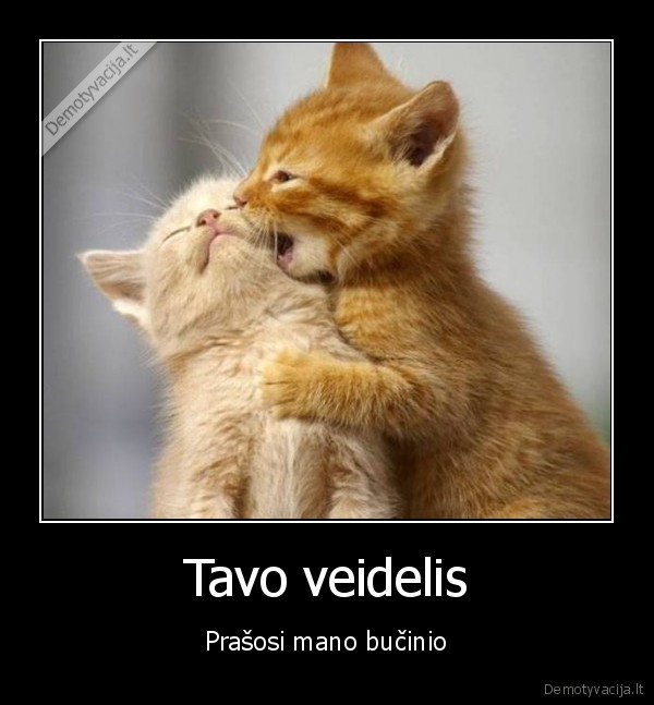 mieli, katinukai,kaciukai, buciuojasi