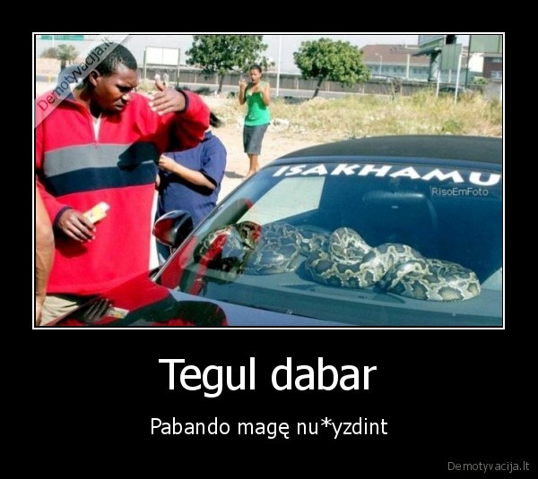 gyvate, masinoje,smauglys, masinoje