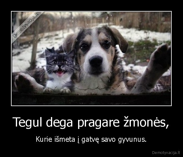 gyvunai,gatve,zmones