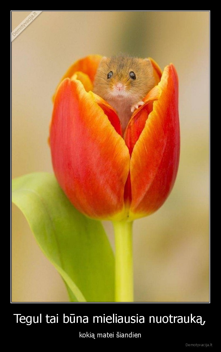 mieliausia,nuotrauka,miela,aww