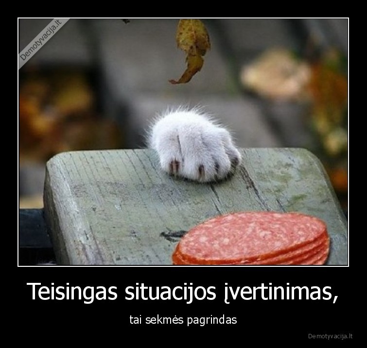 sekme,pagrindas,ivertinimas,katinas