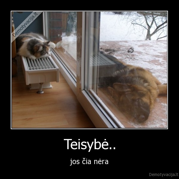 teisybe,draugai,sunys,labradoras,vilksunis,lape, snape,katinas,neteisybe