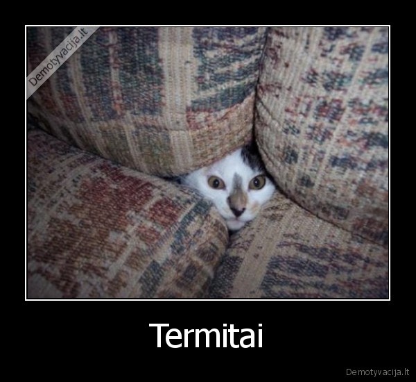 katinas, termitas