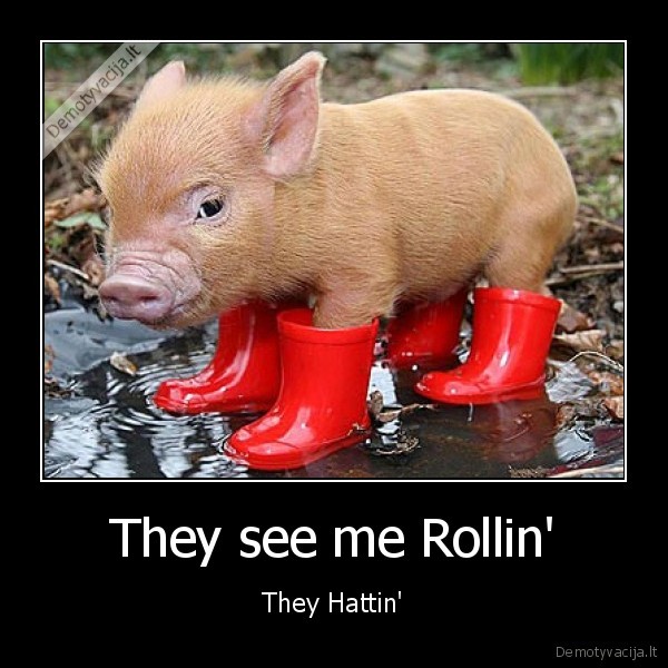 pig,rollin,hattin,red