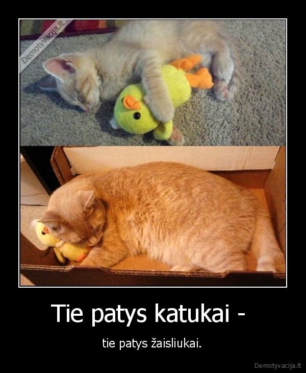 katukai,zaisliukai,mielas, kaciukas,mielas, katinas