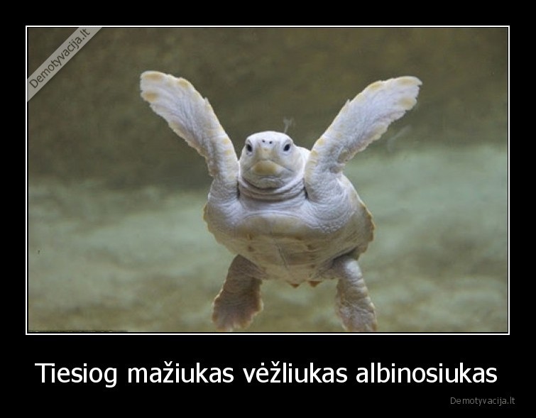 vezlys,albinosas,mazas,mielas