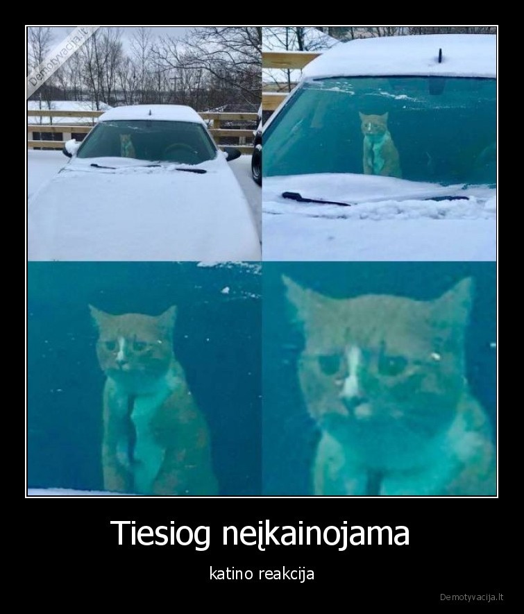 katinai,gyvunai,augintiniai,neikainojama,reakcija,sniegas,auto