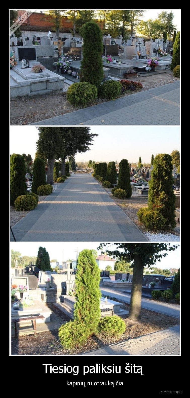 kapines,krumai,juokinga,rimtas
