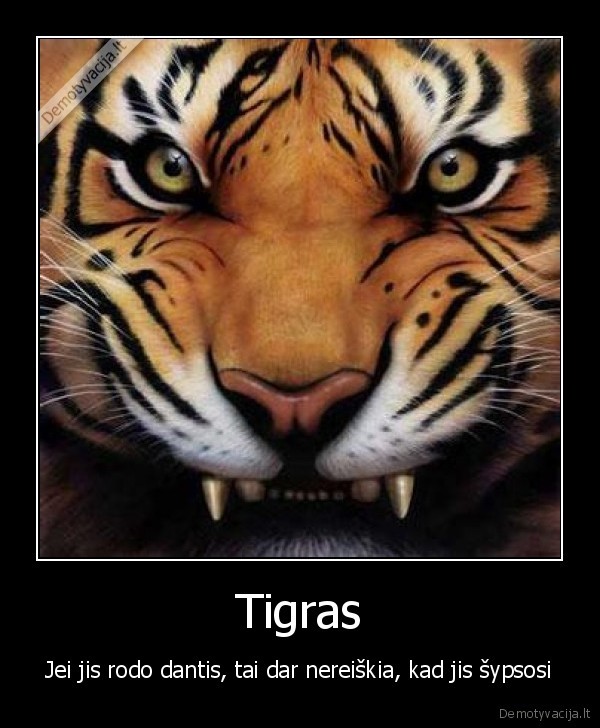 tigras, dantys
