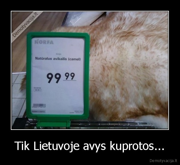 Tik Lietuvoje avys kuprotos...