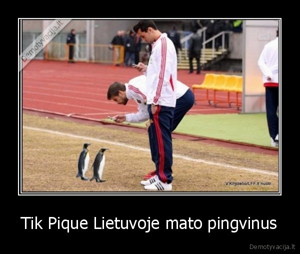 Tik Pique Lietuvoje mato pingvinus