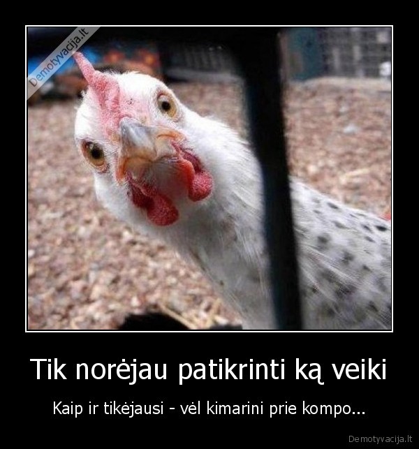 nagla, vista,juokinga, vista