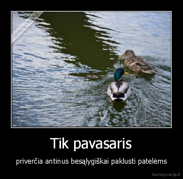 Tik pavasaris