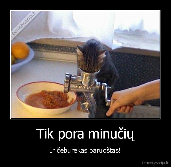 ceburekas,paruosti,katinas