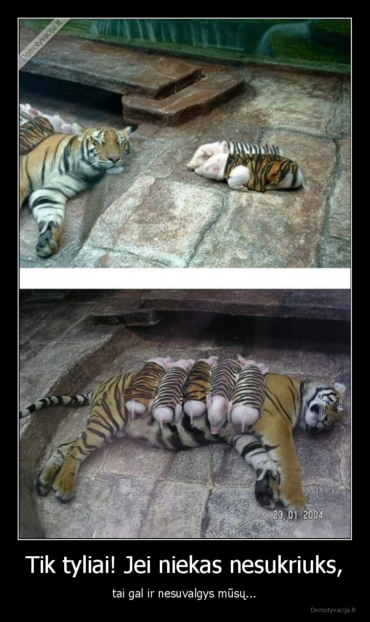 tigras,parseliai,tyliai,maskiruote