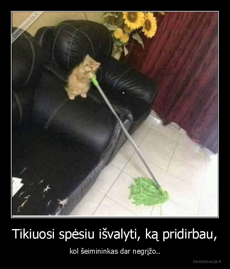 gyvunai,kates,katinai,pridirbo