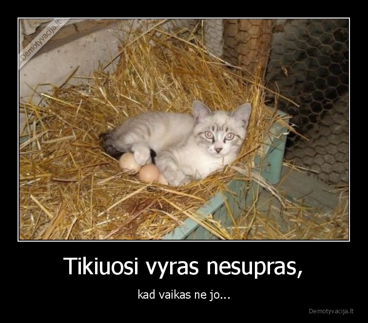 katinas,kiausiniai,isdavyste