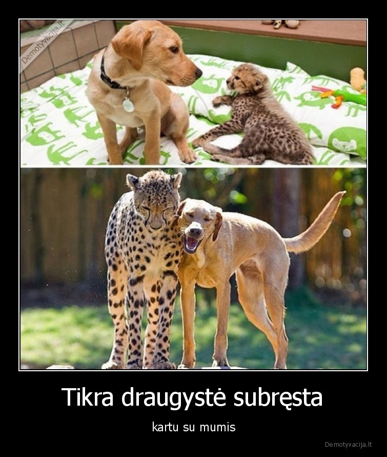 draugyste,subresta,draugai,gyvunai