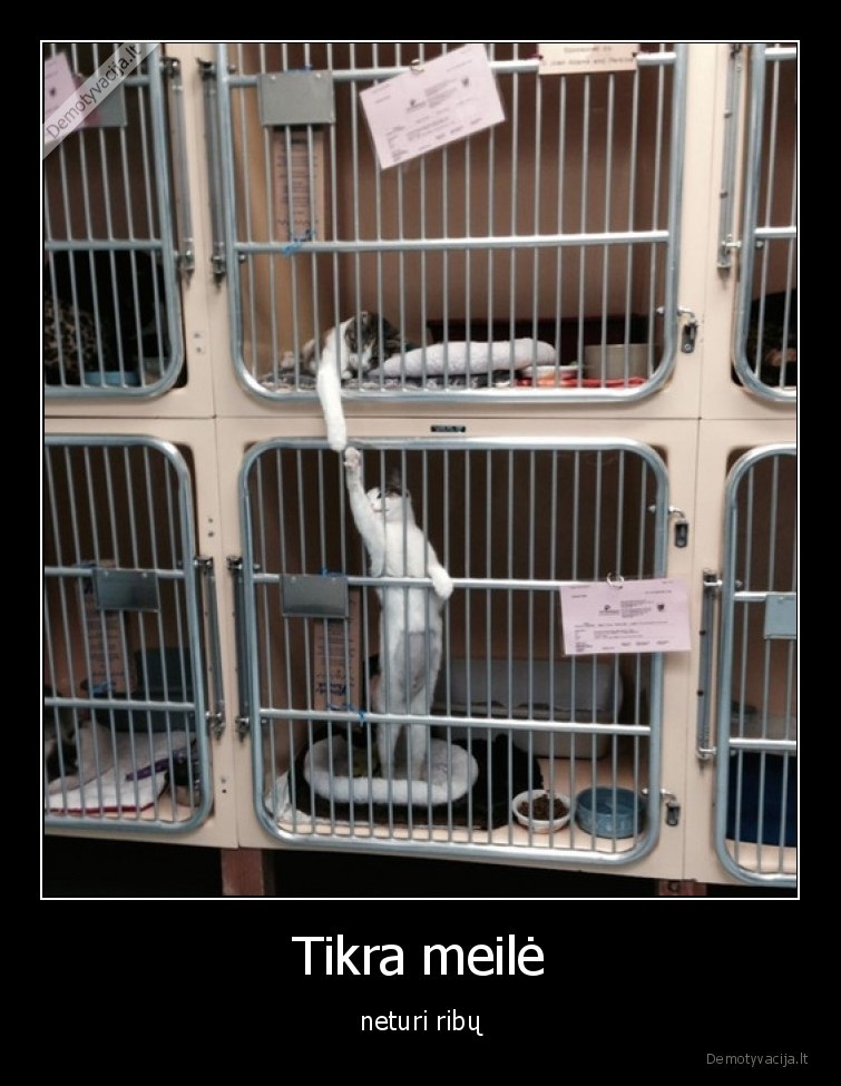 tikra,meile,neturi,ribu,katinai,kates,gyvunai