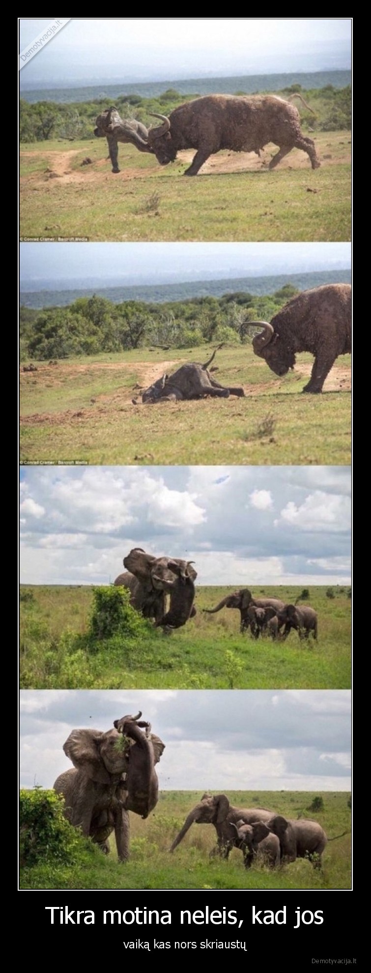 mama,dramblys,vaikas