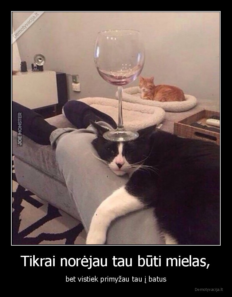 katinas,primyzo,i, batus,mielas