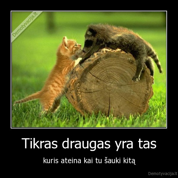 draugas,draugyste,bieberis, lopas,katinas,seskas,cincinlas,ieskau, draugu,mineda