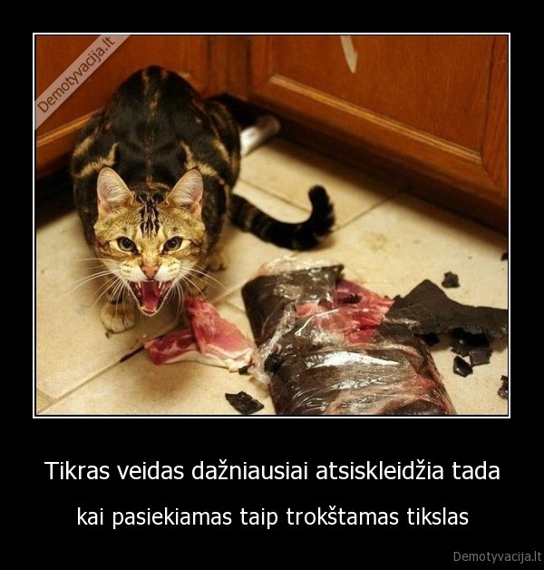 kate,alkana, kate,kate, ir, zuvis