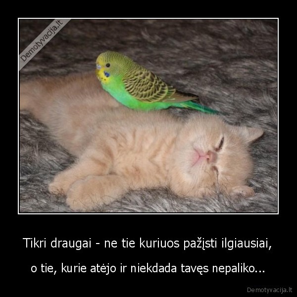 draugyste,draugas,gyvunai