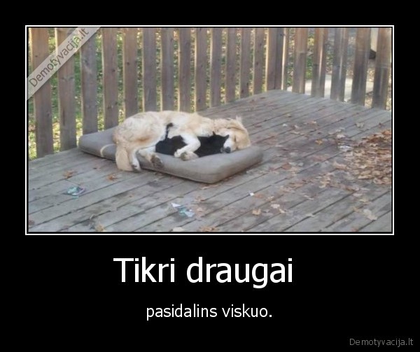 kate,katinas,suo,draugai