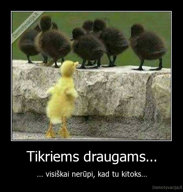 draugai,draugyste,kitoks,anciukai