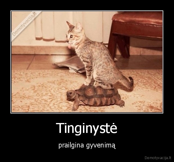 tingeti,katinas,gyvenimas