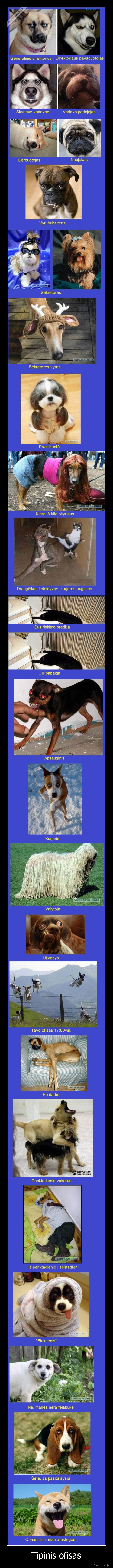 tipinis, ofisas, sunu, veidukais