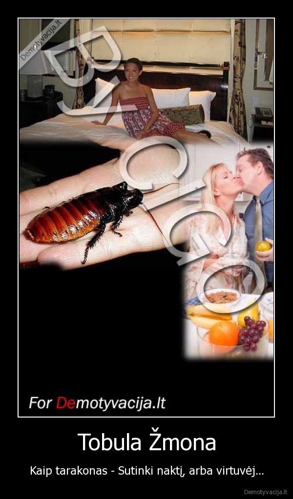 zmona,tarakonas,naktis,virtuve