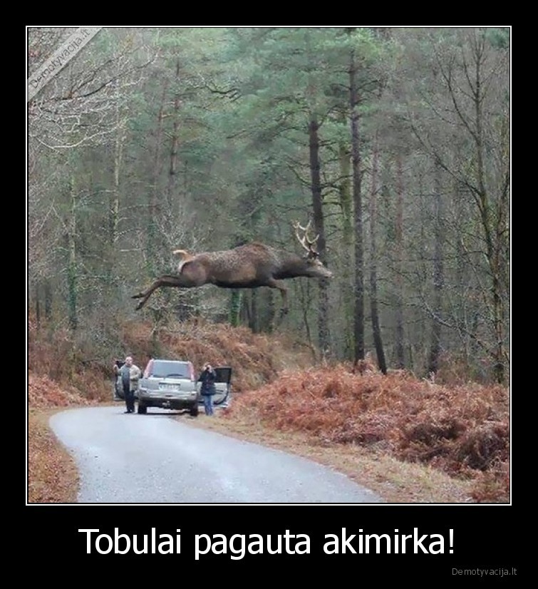 akimirka,sustok,elnias,suolis