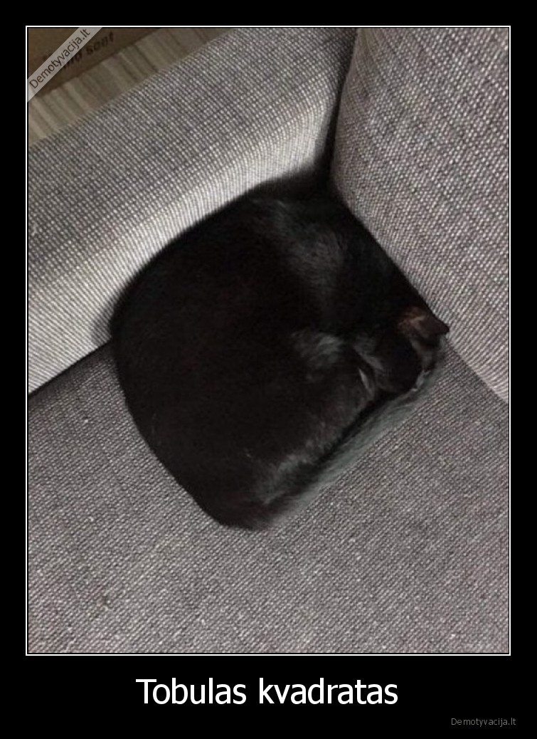 kvadratas,katinas,tobulas,sofa