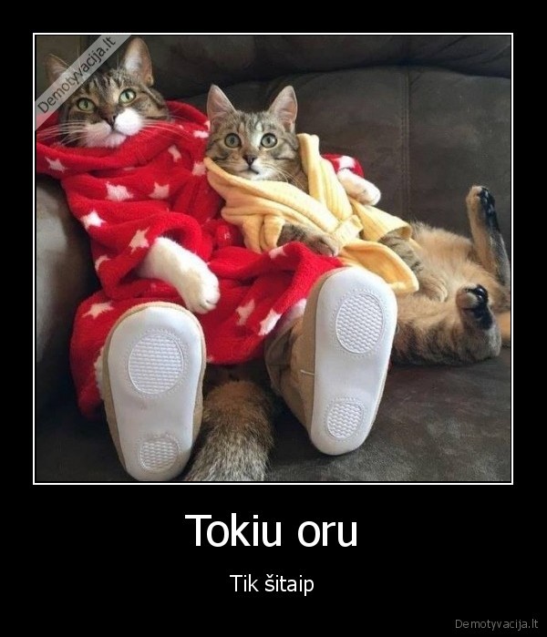 siluma,katiniukai,salta