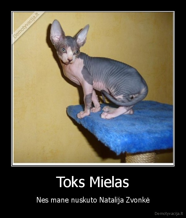 sfinksas,natalija, zvonke, gyvunai