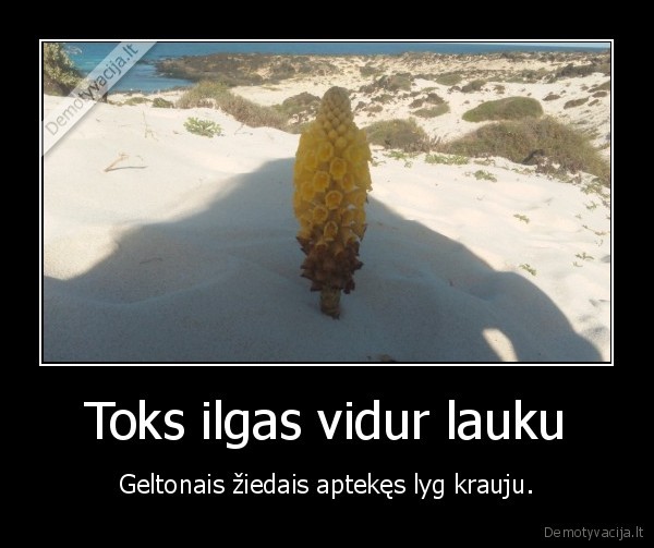 Toks ilgas vidur lauku