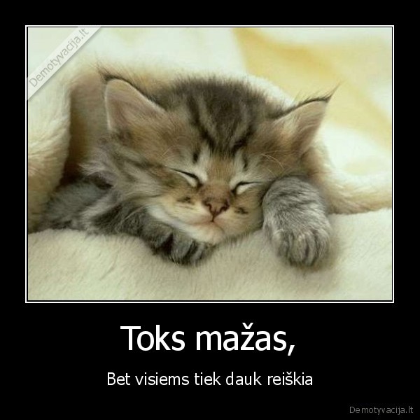 mazasis, seimos, narys,kaciukas,meile,mazas