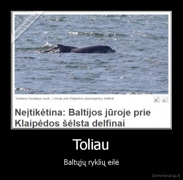 delfinai, klaipedoje,baltijos, jura