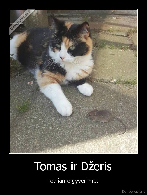 tomas,dzeris,kate,katinas,pele