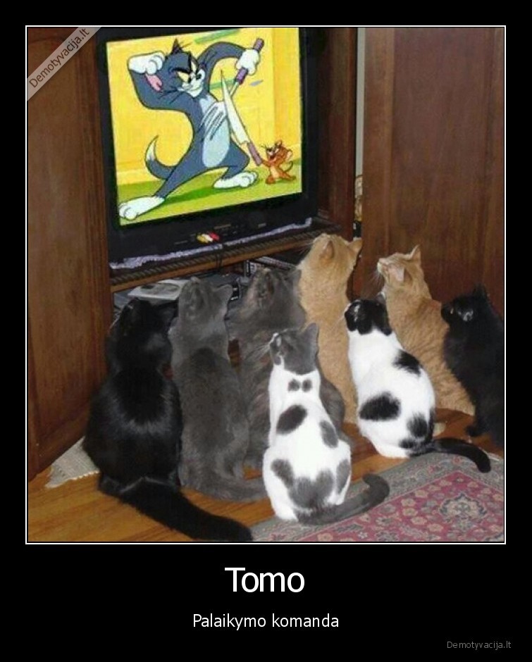 tomas, ir, dzeris,katinai