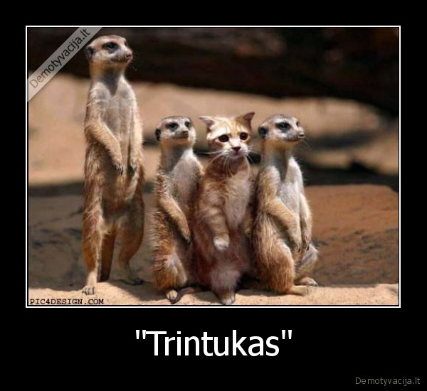 &quot;Trintukas&quot;