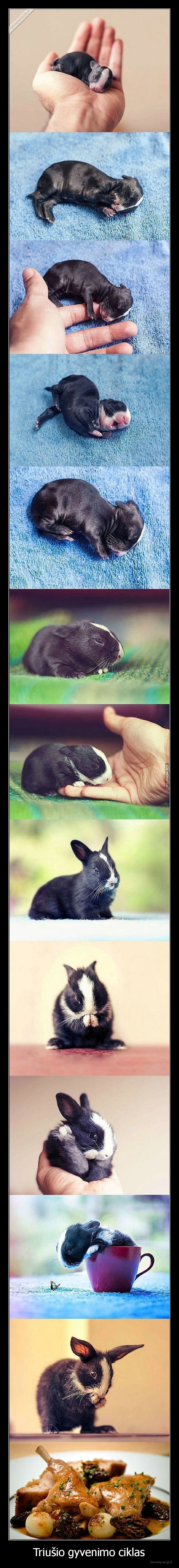 triusis,zuikis,ciklas