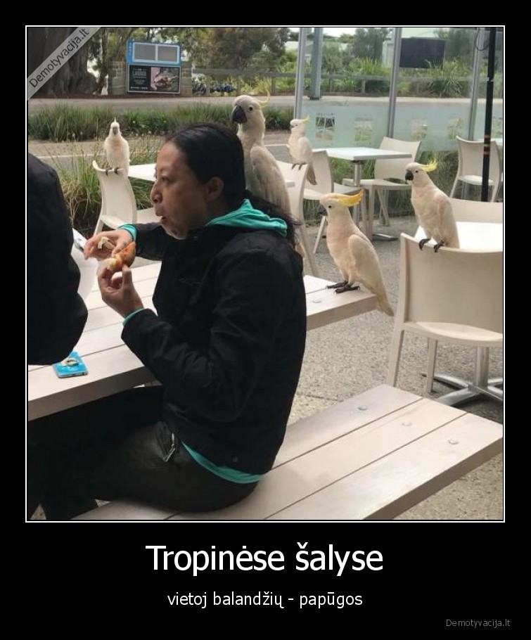papugos,balandziai,tropinese, salyse